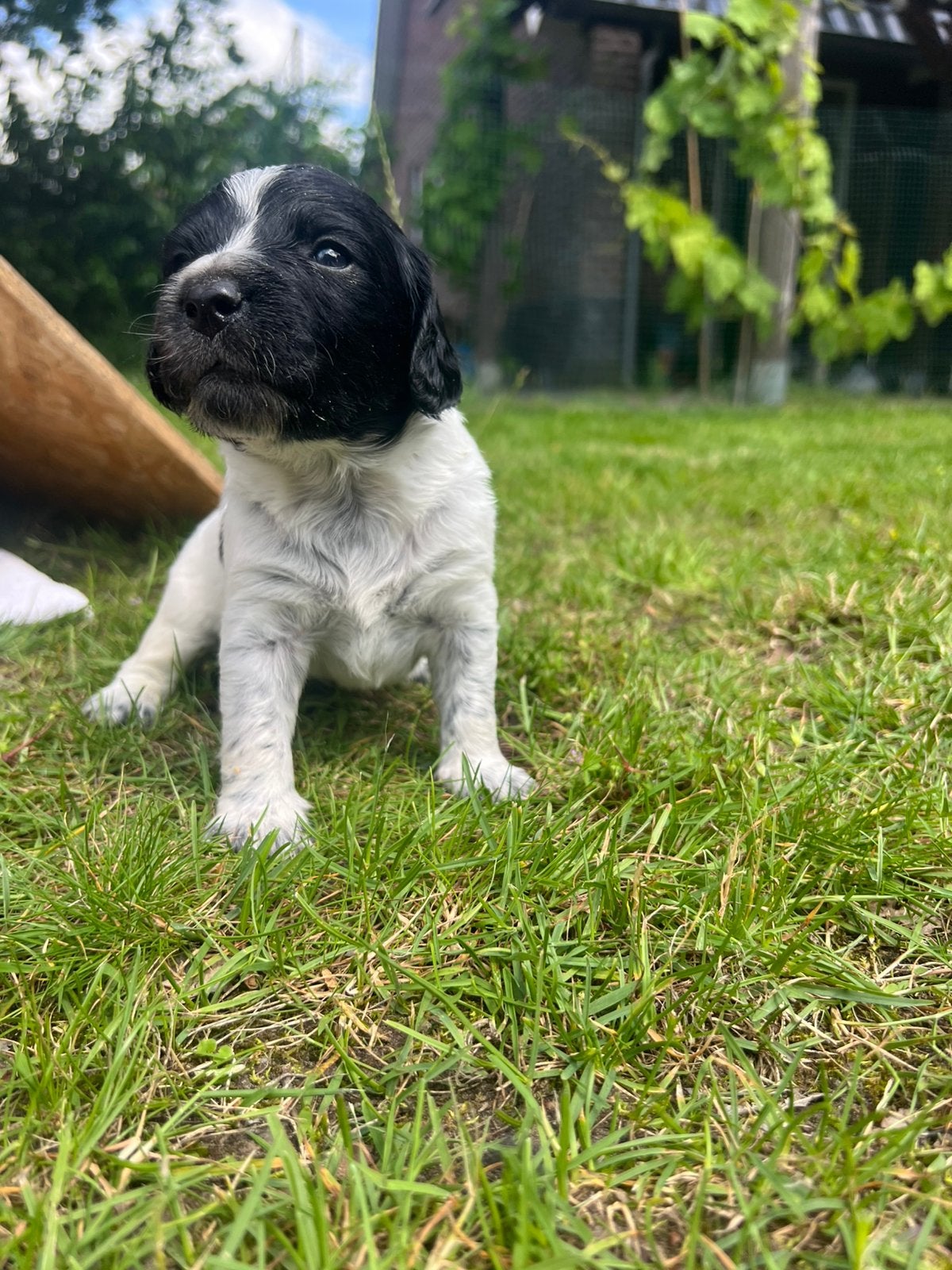 Mooie en lieve Friese Stabij pups beschikbaar, Dieren en Toebehoren, Parvo, Overige rassen, 8 tot 15 weken, Meerdere