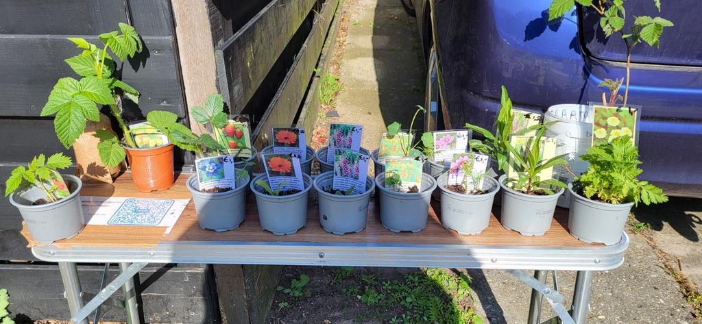 Cosmea, frambozen, akelei, goudsbloem, scharnierbloem,, Ophalen, Eenjarig, Overige soorten, Volle zon