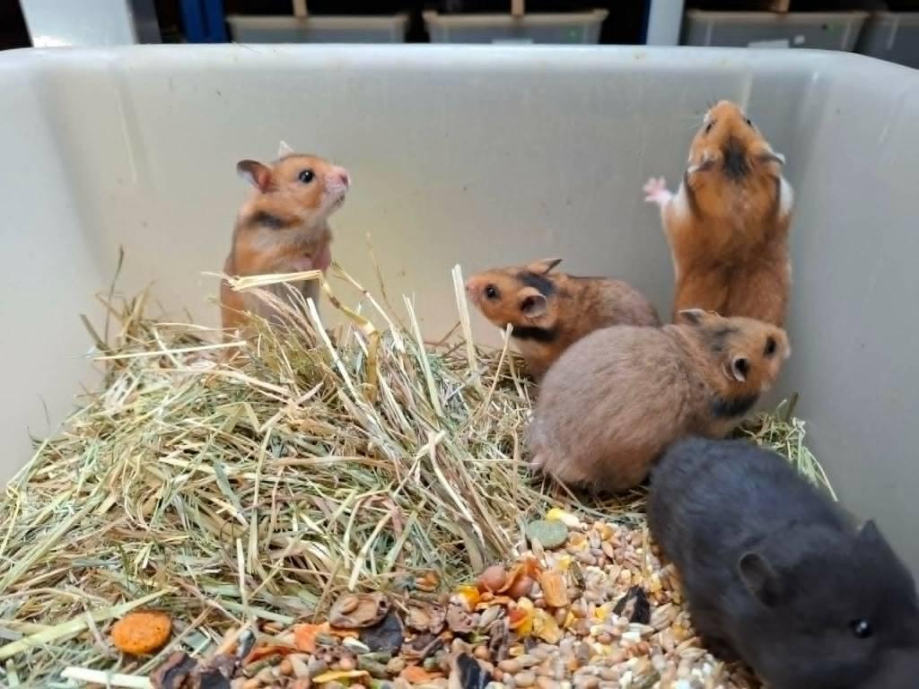 Jonge Syrische Hamsters, Hamster, April, Meerdere dieren, Tam