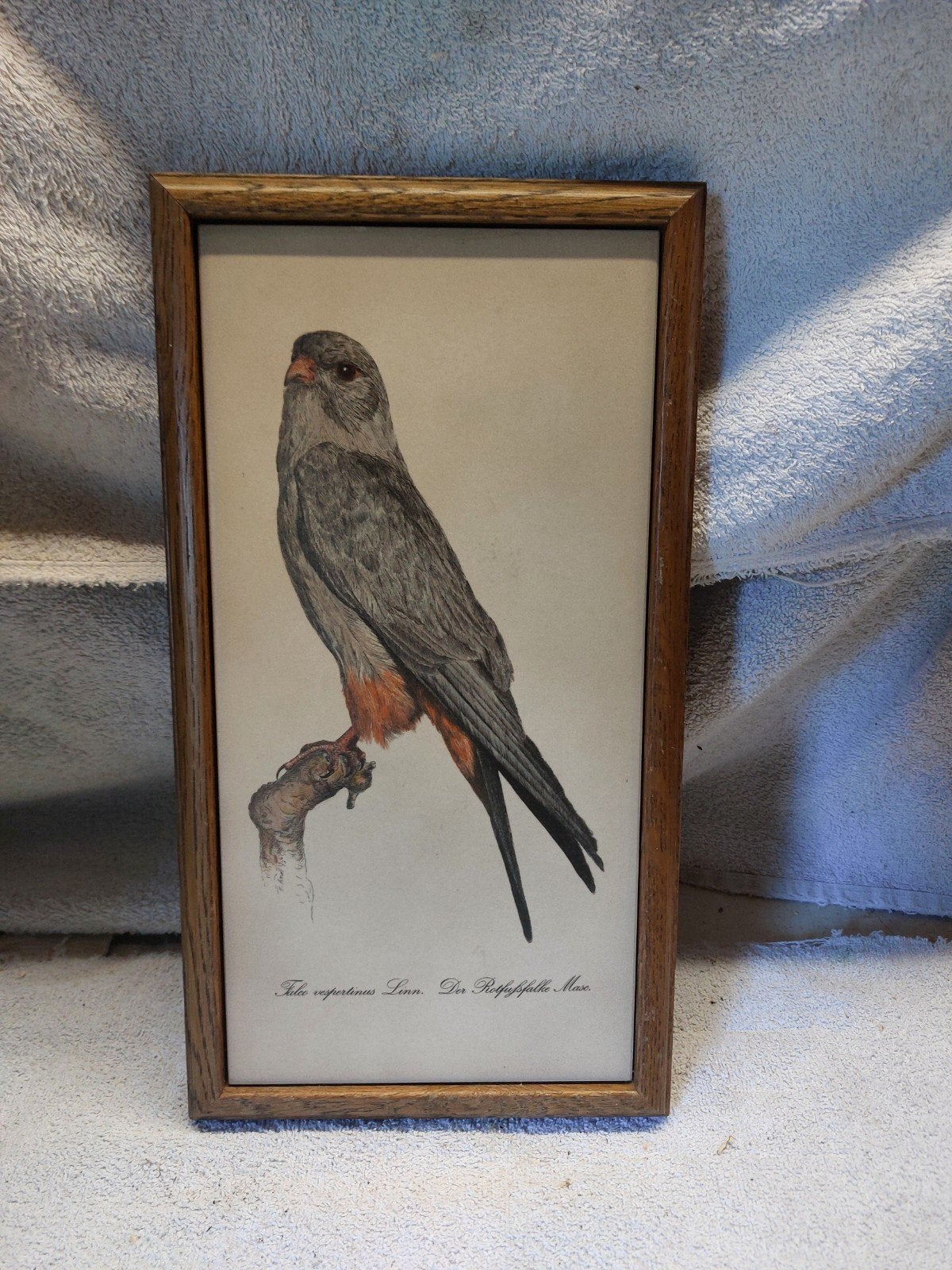 Wandpaneel  roodpootvalk, Ophalen of Verzenden, Dieren