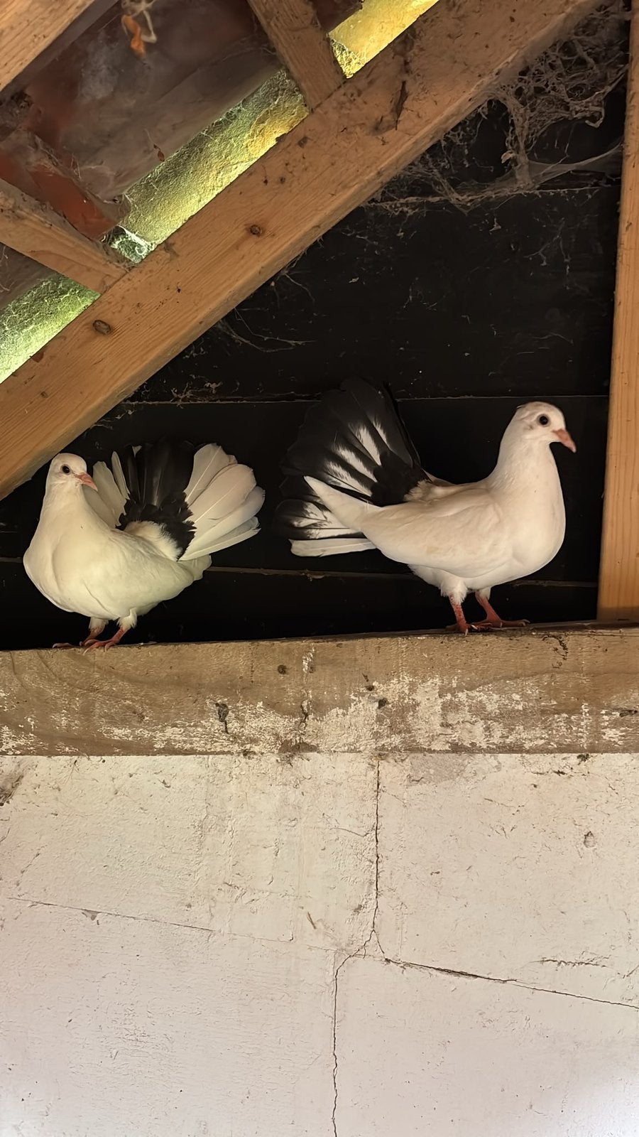 Mooie jonge pauwstaarten ~ zwartstaarten ️, Meerdere dieren, Postduif