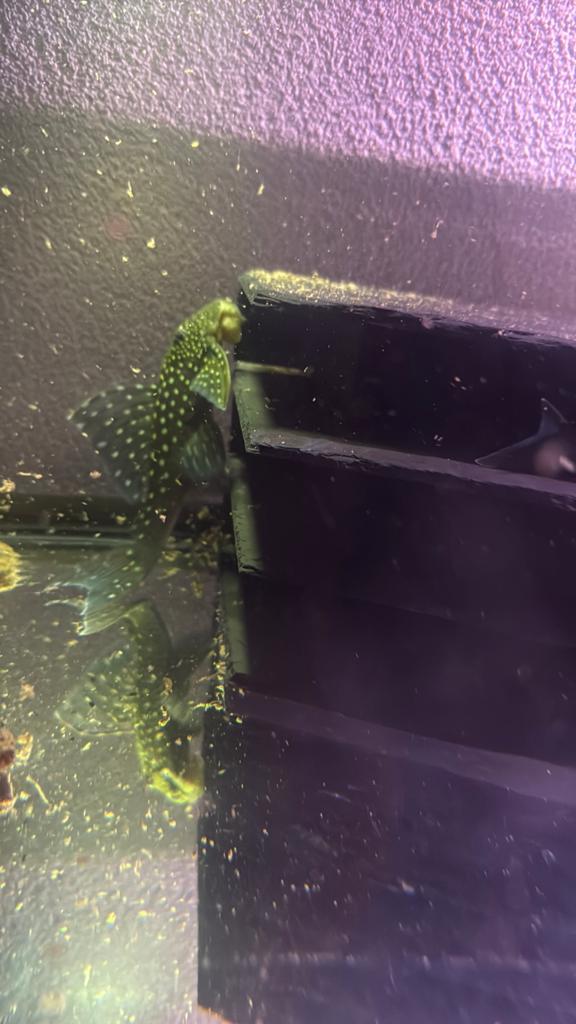 L128 pleco, Dieren en Toebehoren, Vissen | Aquariumvissen, Vis, Zoetwatervis, Schoolvis
