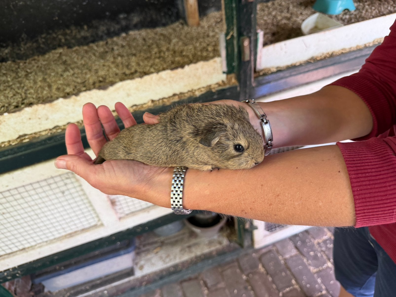 Deze mooie baby cavia man (beertje) zoekt een nieuw huisje, Dieren en Toebehoren, Cavia, Augustus, Mannelijk, Tam