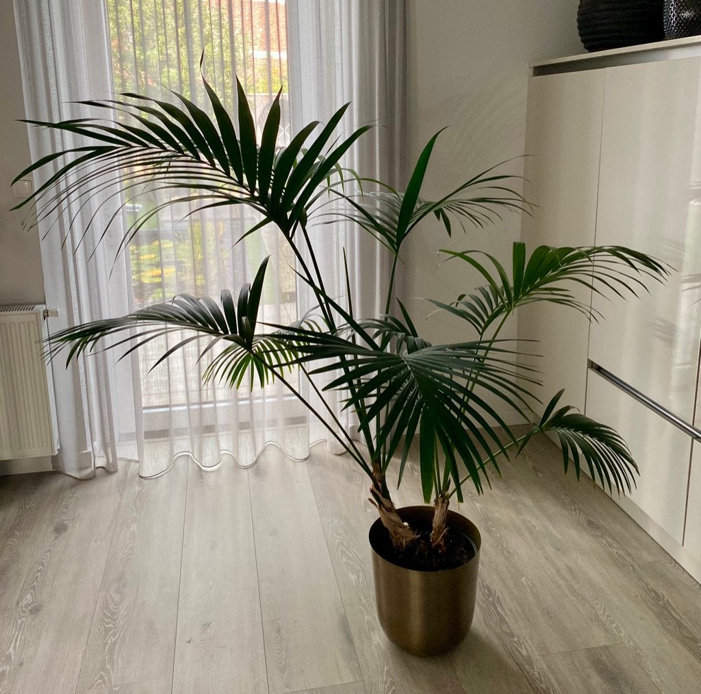 Kamerplant hoog 160cm (Howea forsteriana), Ophalen, Overige soorten, Halfschaduw, In pot