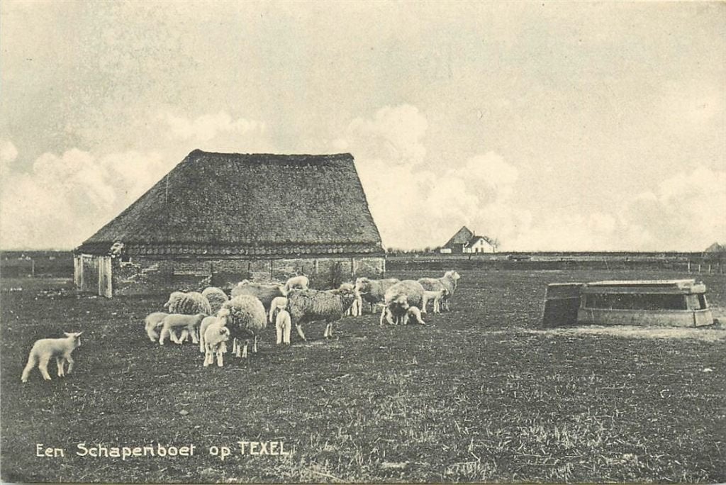 701-352-009 Texel Schapenboer, Verzenden, Voor 1920, Noord-Holland