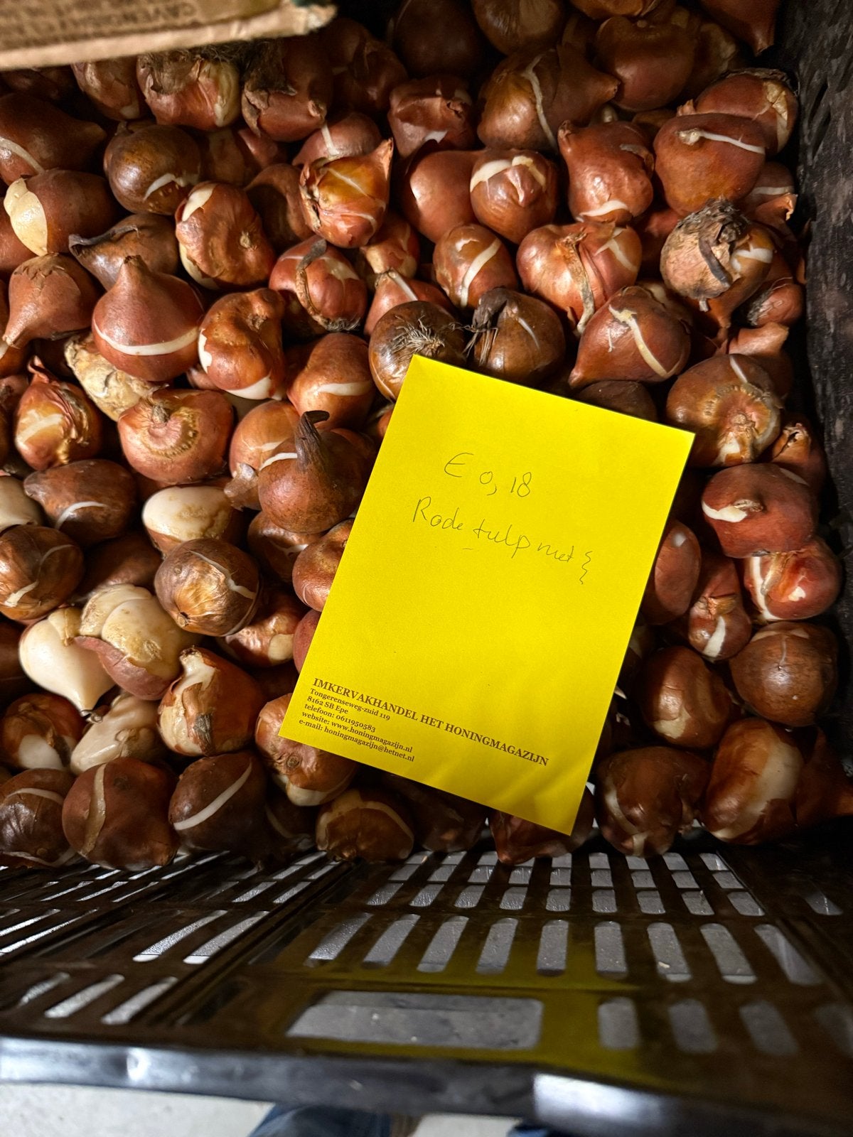 Rode tulpenbollen met ravelrand - 10 stuks, Ophalen of Verzenden, Najaar, Volle zon, Bloembol