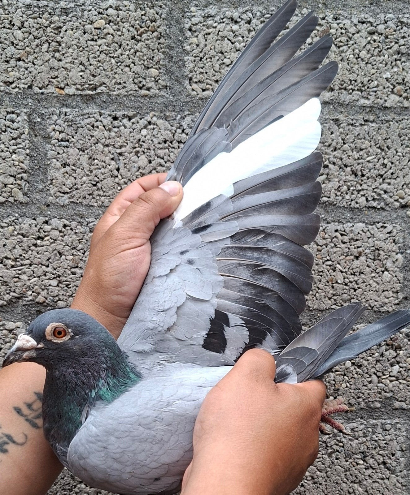 postduif "FERRARI"/"NEW KIM", Dieren en Toebehoren, Vogels | Overige Vogels, Mannelijk
