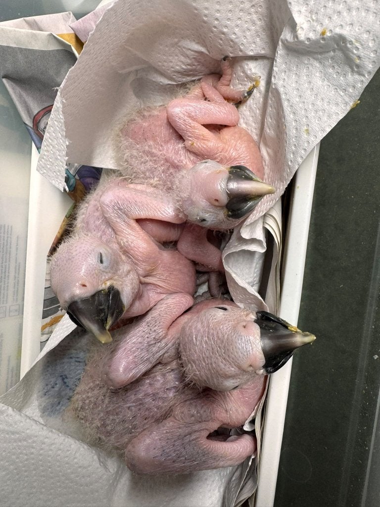blauw gele aras 5 weken, Dieren en Toebehoren, Meerdere dieren, Papegaai, Tam