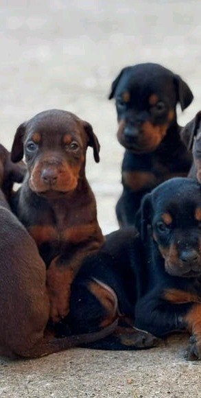 Dobermann pup, Dieren en Toebehoren, België, Fokker | Hobbymatig, Overige rassen, 8 tot 15 weken
