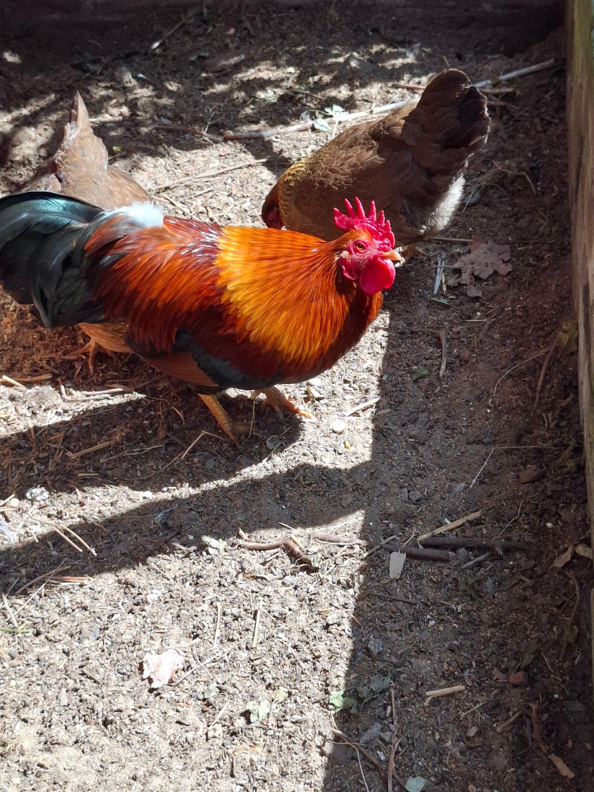 Welsumer kriel haan .gratis, Dieren en Toebehoren, Pluimvee, Mannelijk, Kip