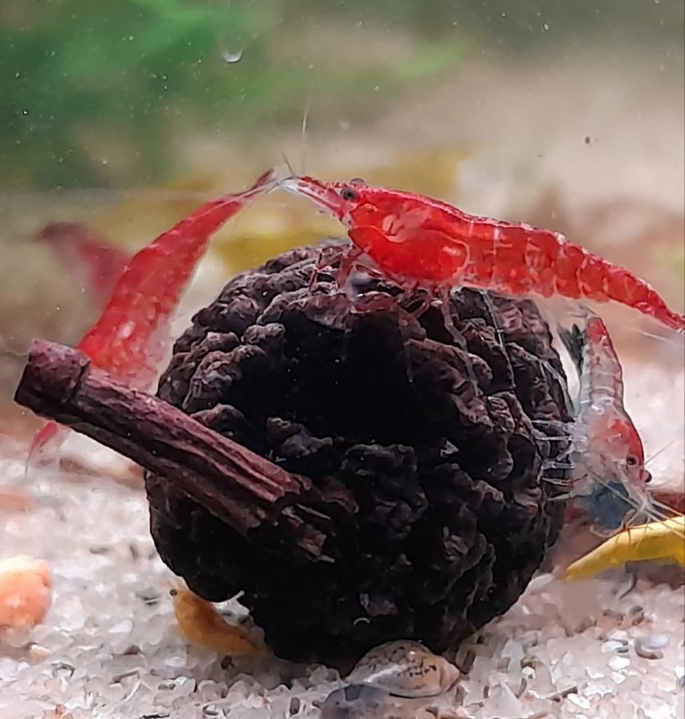 Garnalen rood 15 voor 10 euro, Kreeft, Krab of Garnaal