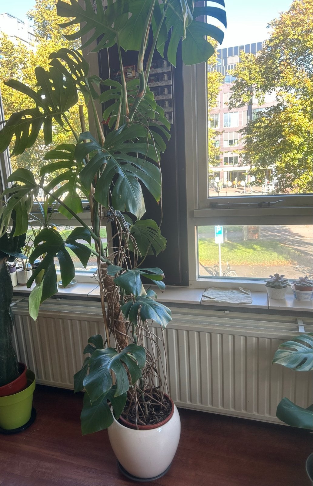 Grote Monstera Deliciosa plant (1.50 - 2.00m), Huis en Inrichting, Ophalen, Overige soorten, Halfschaduw, In pot