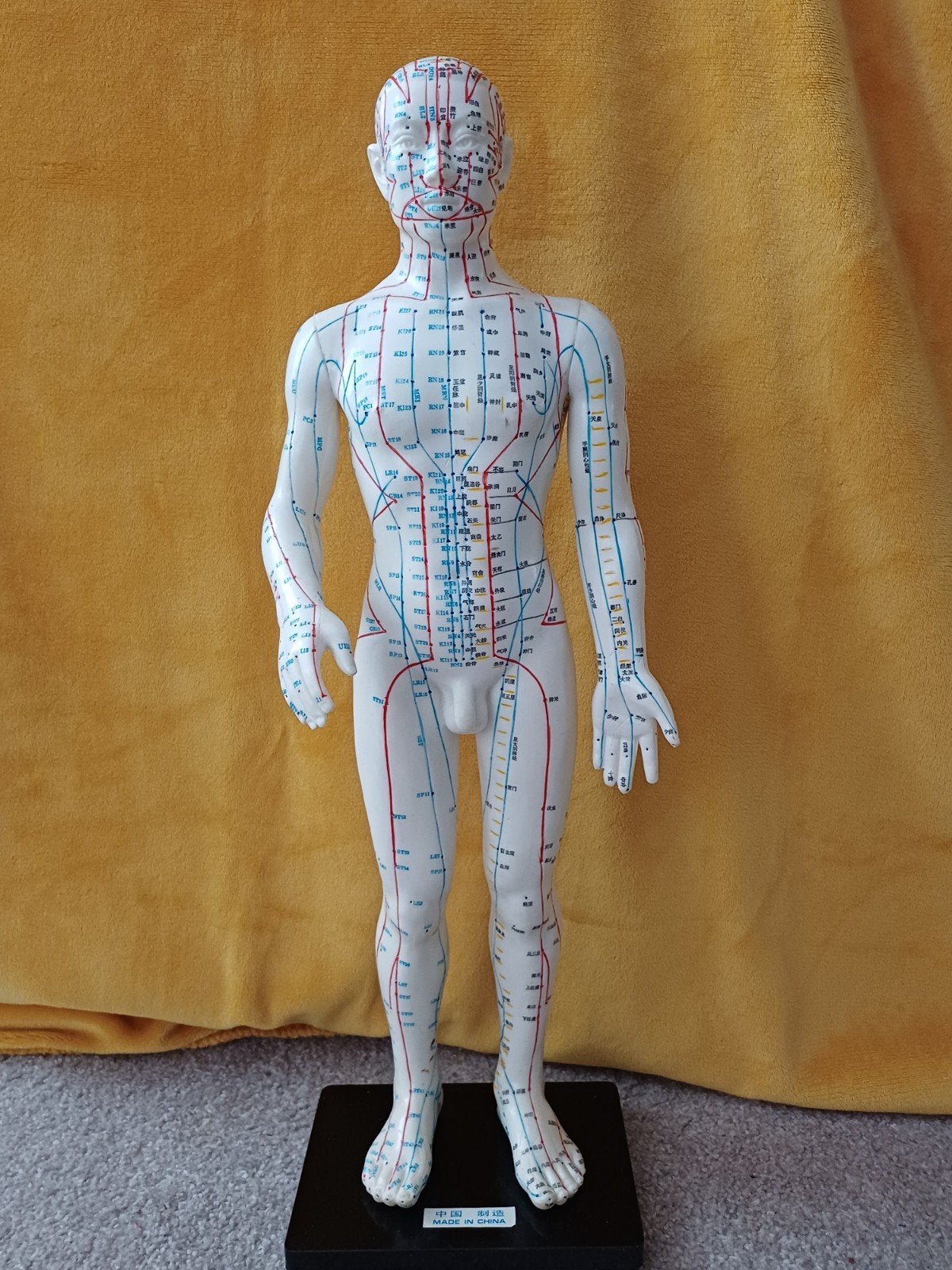 Acupunctuur model man 59cm hoog, Ophalen of Verzenden, Beta, Nieuw, HBO