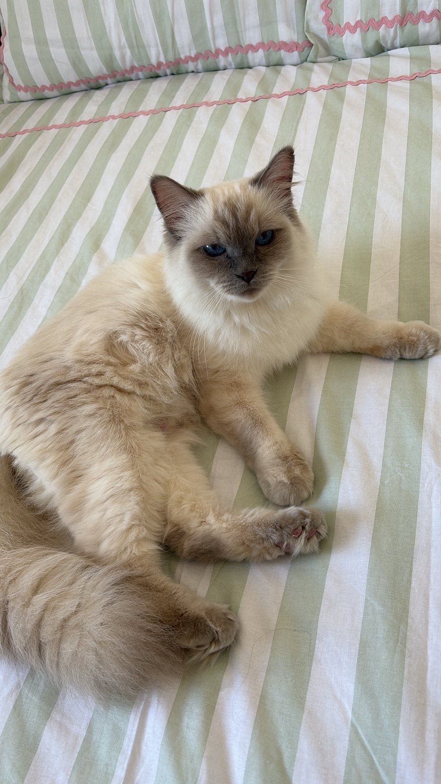 ragdoll bluepoint, Dieren en Toebehoren, Katten en Kittens | Raskatten | Langhaar, Poes, Gechipt, 6 jaar of ouder