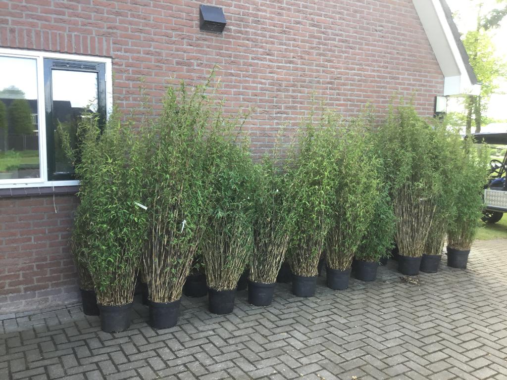 Fargesia nitida Volcano, niet woekerende bamboe!!!, Tuin en Terras, Vaste plant, Bloeit niet, Halfschaduw, Ophalen