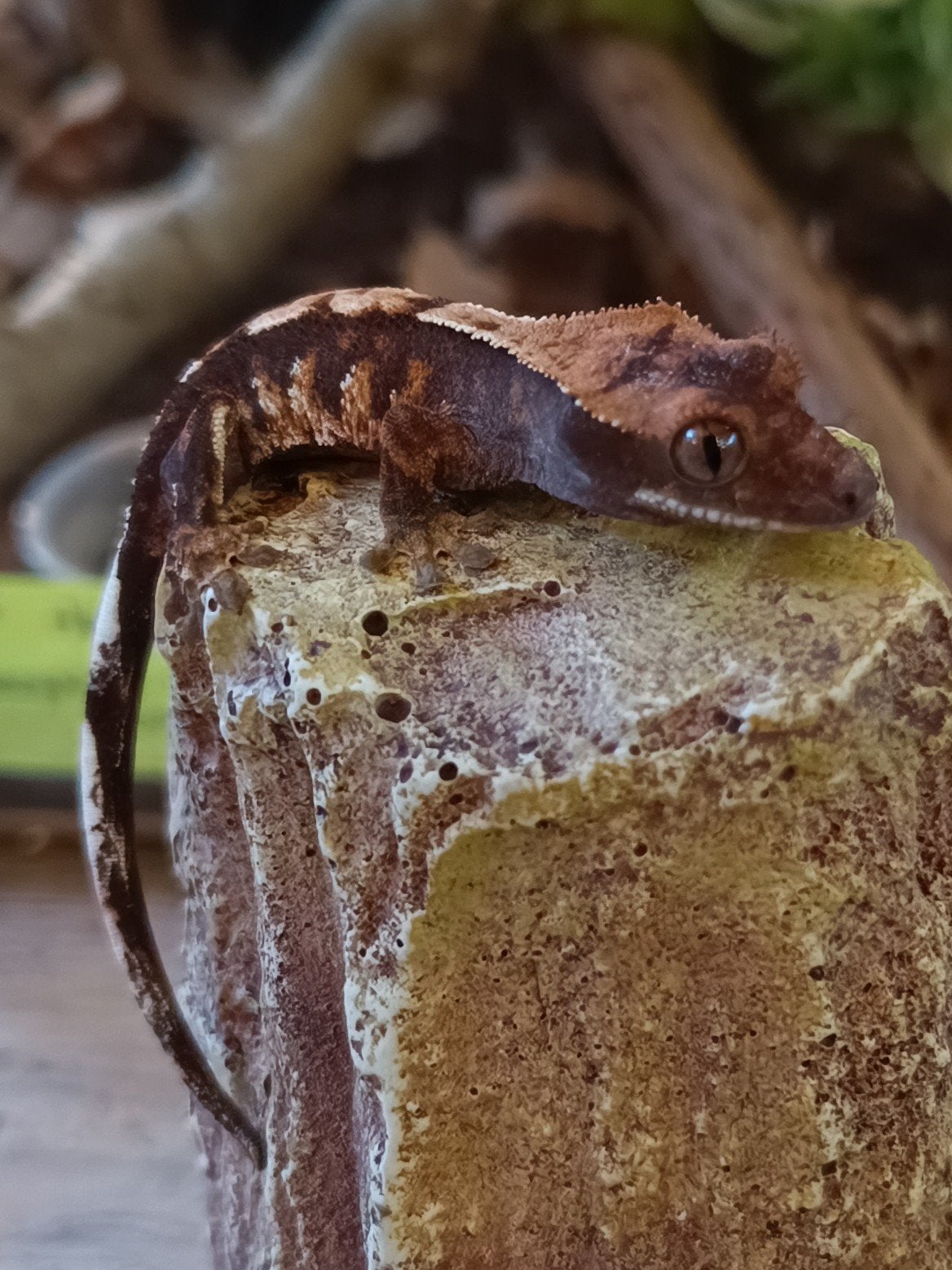 Wimpergekko nakweek 2026, Hagedis, 0 tot 2 jaar