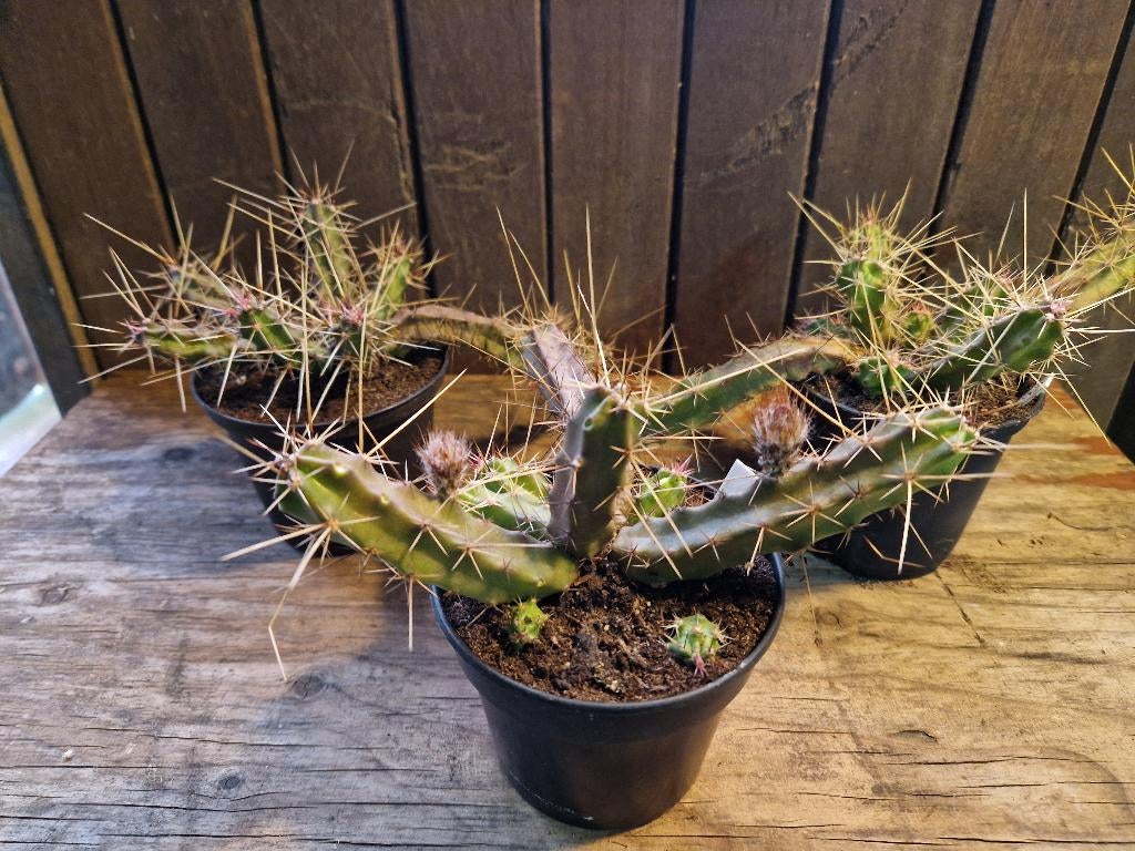 Echinocereus pentalophus - cactus, Huis en Inrichting, Ophalen, Cactus, Volle zon, Minder dan 100 cm