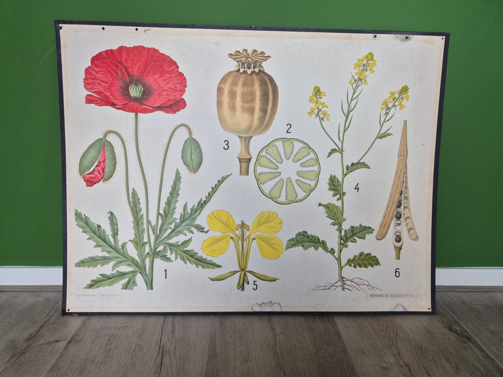 Schoolplaat papaver/klaproos - +/-1920, Antiek en Kunst, Antiek | Schoolplaten, Ophalen, Natuur en Biologie