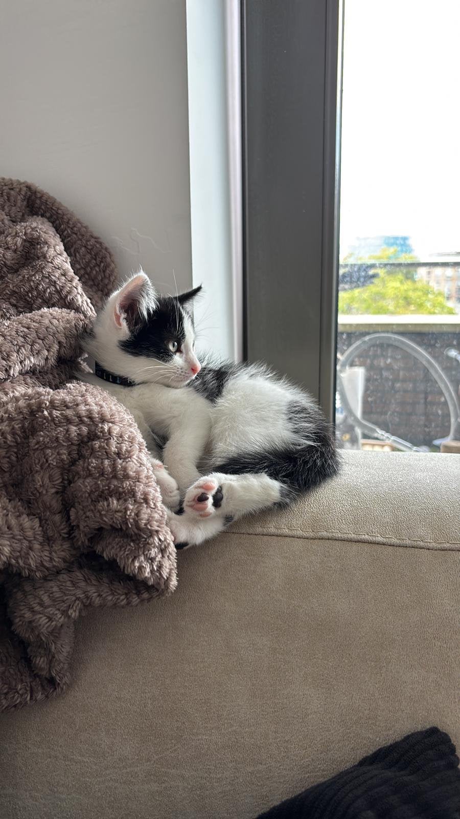 Lief zwart-wit kitten – geboren 16 mei – gezond & zindelijk, Dieren en Toebehoren, Katten en Kittens | Overige Katten, Kater, Kortharig