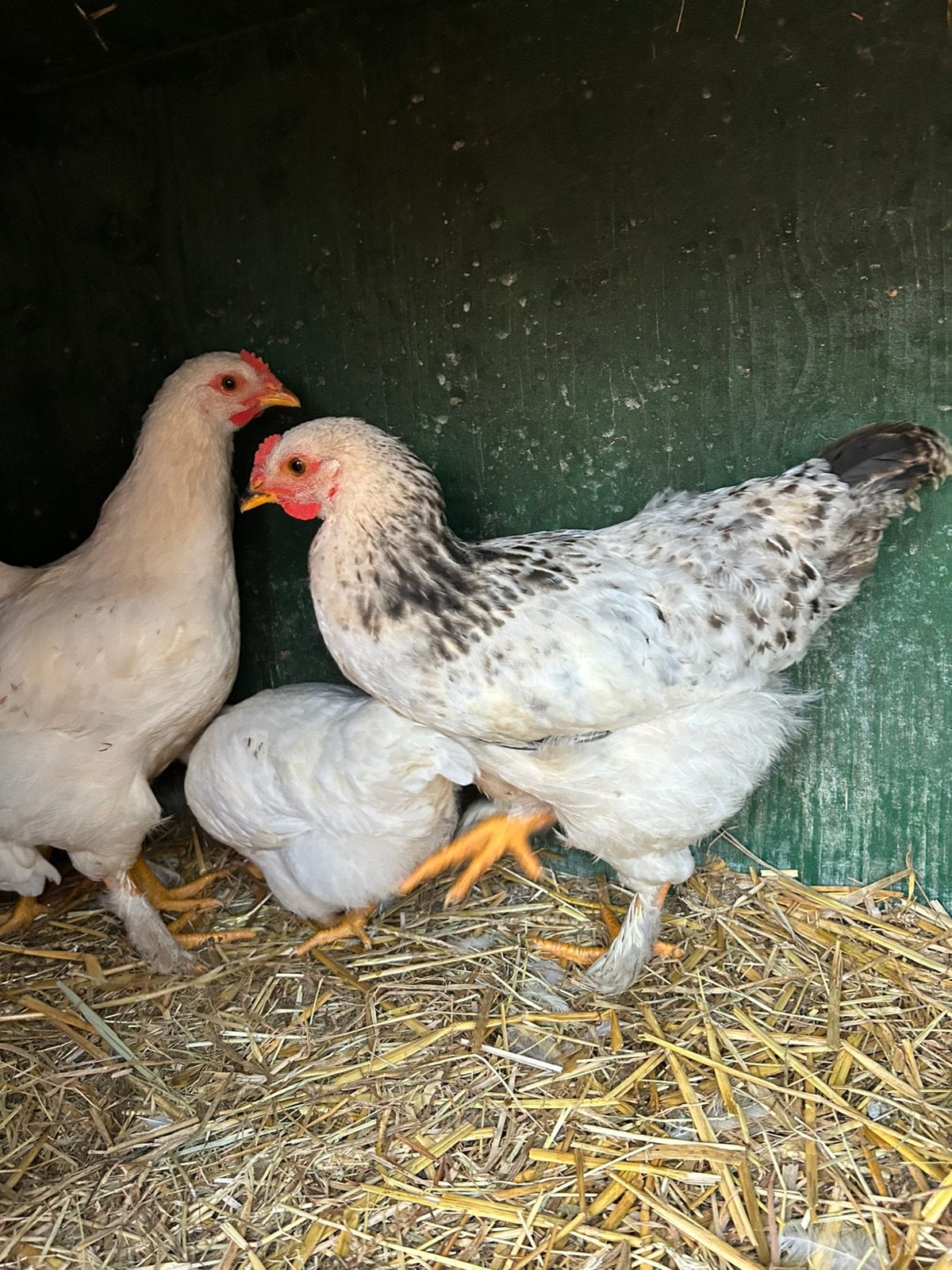 Kuikens, Dieren en Toebehoren, Pluimvee, Meerdere dieren, Kip