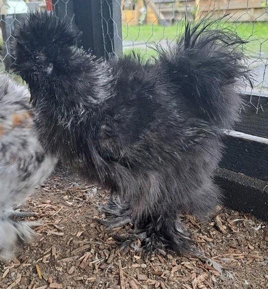 4x zijdehoen haan, Dieren en Toebehoren, Pluimvee, Mannelijk, Kip