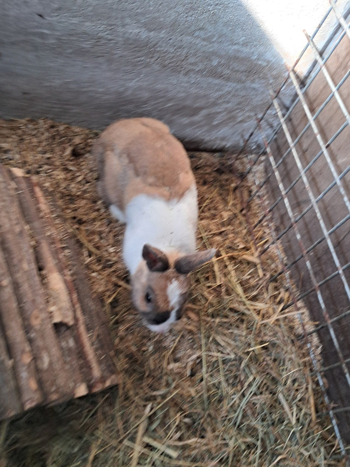 Handtam lief gecastreerd konijn, Dieren en Toebehoren, Konijnen, Mannelijk, Klein, 0 tot 2 jaar