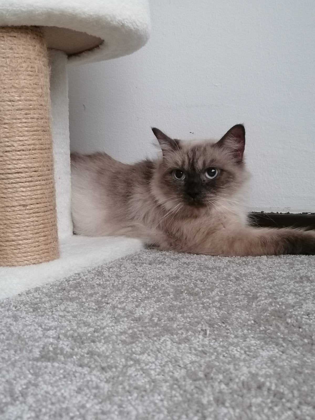 Twee poezen Ragdoll &Britse Korthaar, Poes