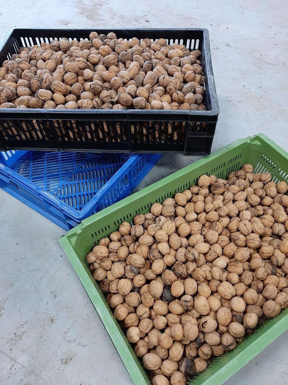 Walnoten,  2 kratten  vol., Ophalen