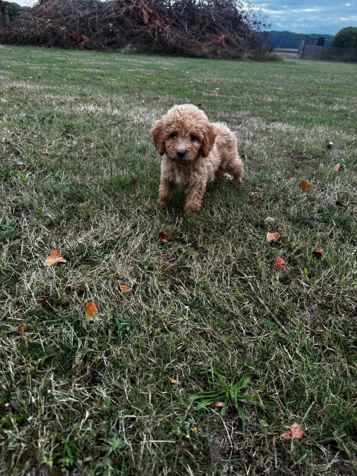 Labradoodle pups, Parvo, België, Particulier, Overige rassen