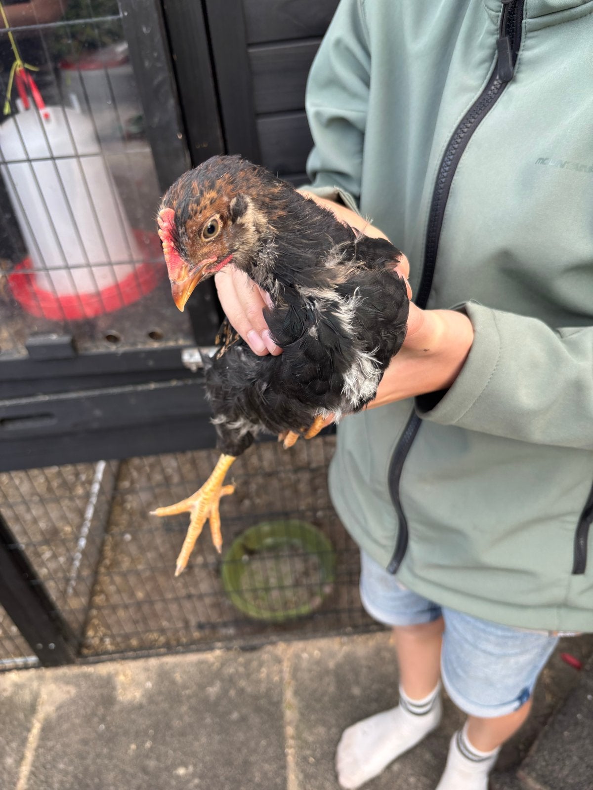 Dubbelgezoomde barnevelders Hanen, Dieren en Toebehoren, Mannelijk, Kip