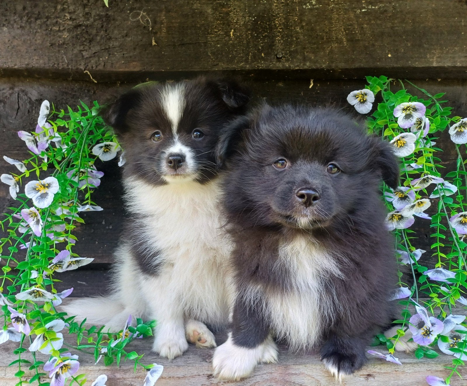 Dwergkees/pomeriaan kruising pups, Keeshond, Reu, CDV (hondenziekte), 8 tot 15 weken