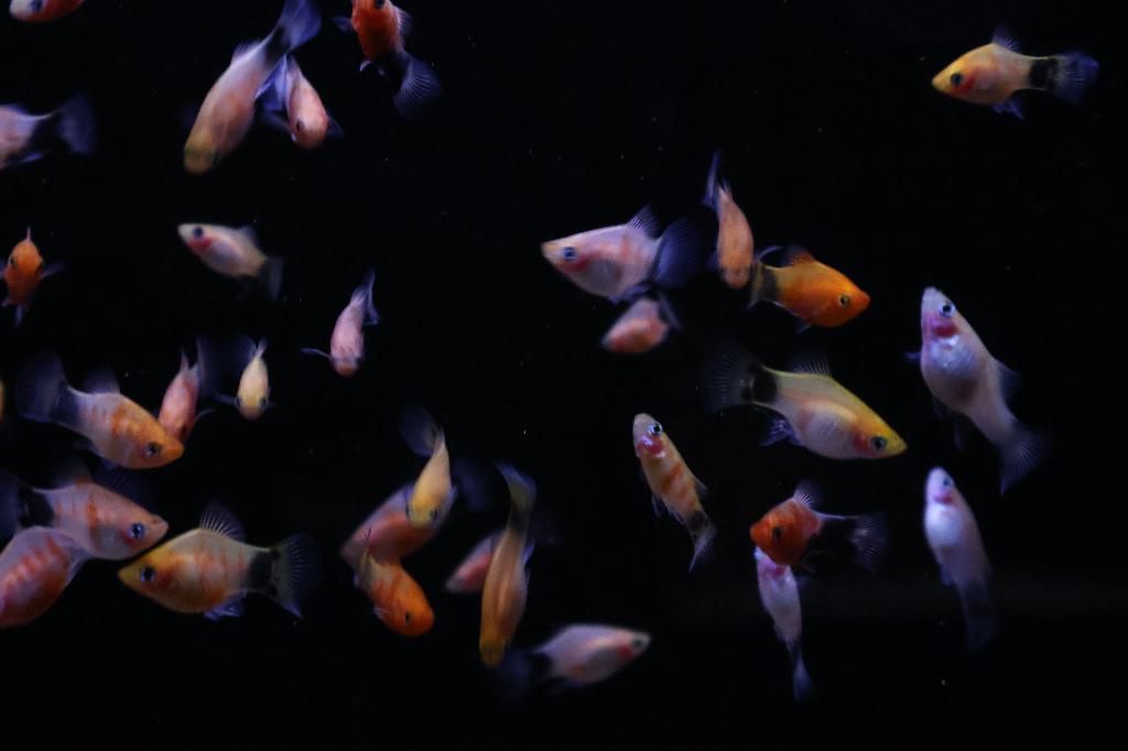 Platy Bleeding Heart (Xiphophorus maculatus), Dieren en Toebehoren, Vis, Zoetwatervis