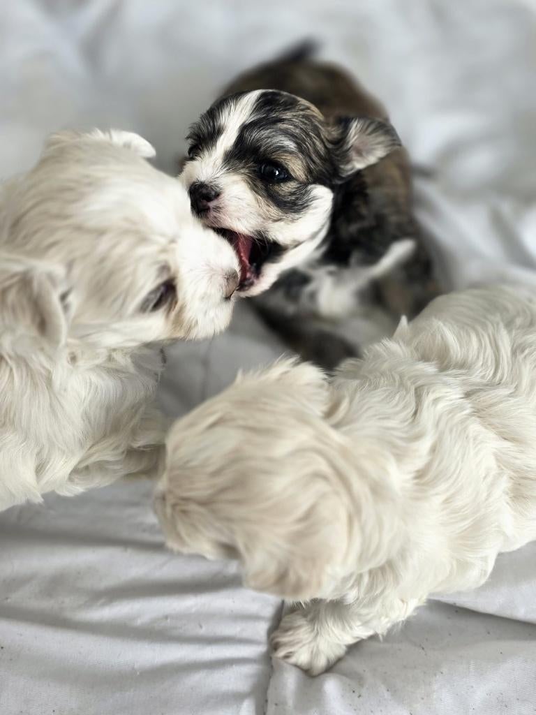 Malshi pups (Maltezer x Shih Tzu) – 2 beschikbaar, Maltezer, 8 tot 15 weken, Parvo, Meerdere