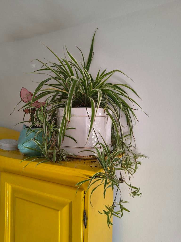 Graslelie / Spiderplant stekjes - makkelijk te verzorgen, Ophalen, Volle zon, Vaste plant, Siergrassen
