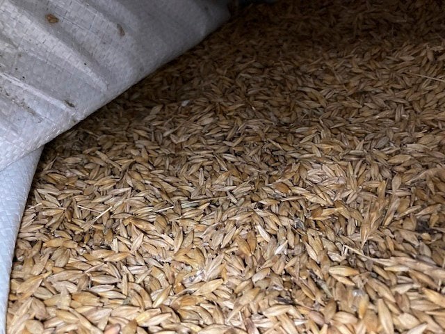 Gerst, Dieren en Toebehoren, Ophalen, Pluimvee
