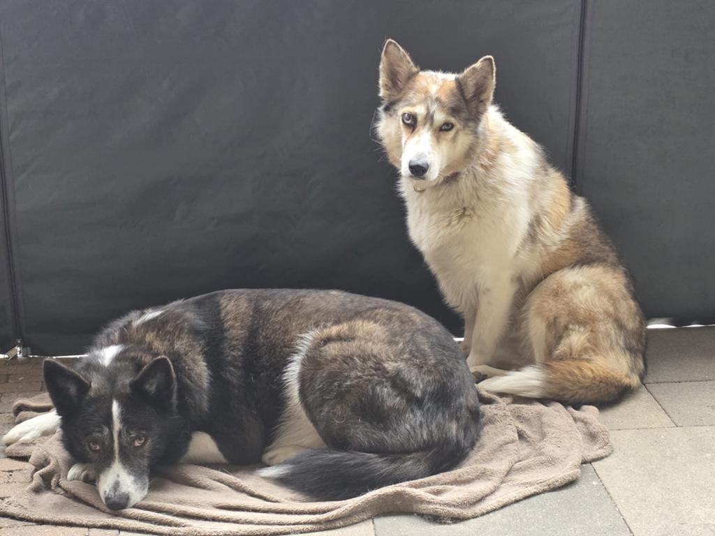 Twee honden, Poes
