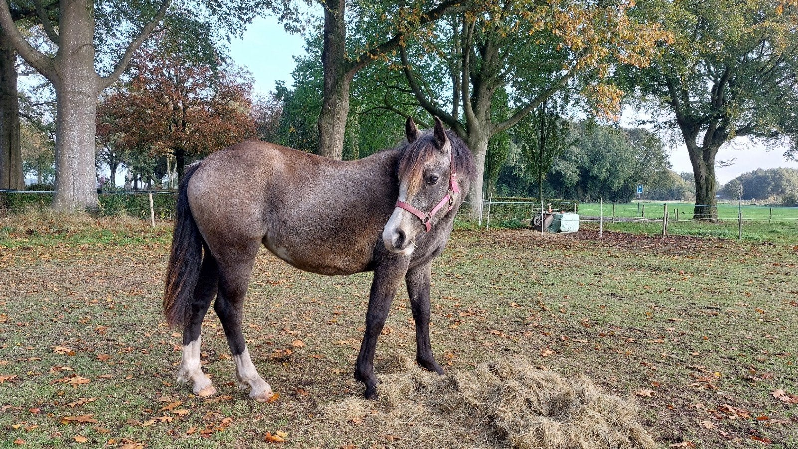 Prachtige 1,5 jarige valk welsh merrie (D), Merrie, D pony (1.37m tot 1.48m), Met stamboom, 0 tot 2 jaar
