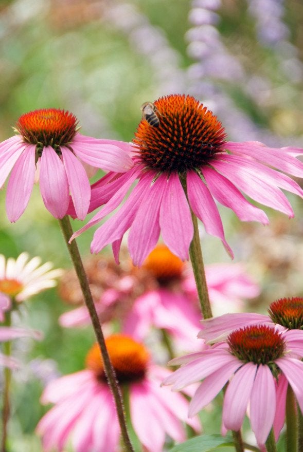 Echinacea purpurea 'Magnus' / Zonnehoed P9 en 2 L pot, Ophalen of Verzenden, Vaste plant
