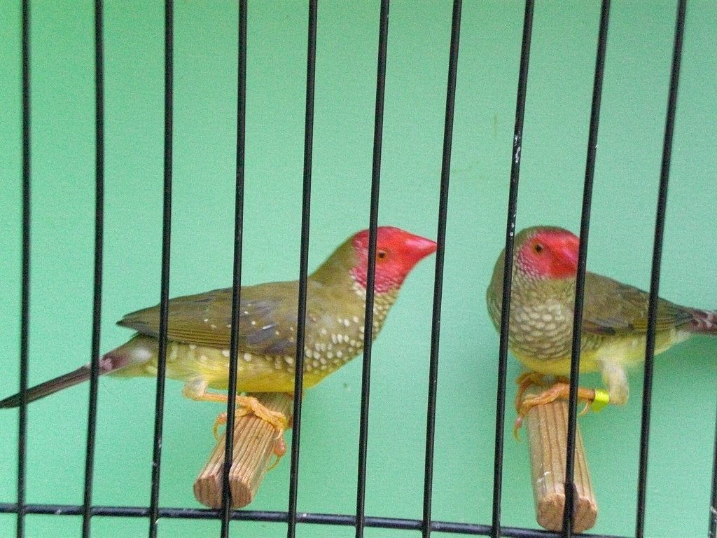 binzenastrilden, Dieren en Toebehoren, Meerdere dieren, Tropenvogel