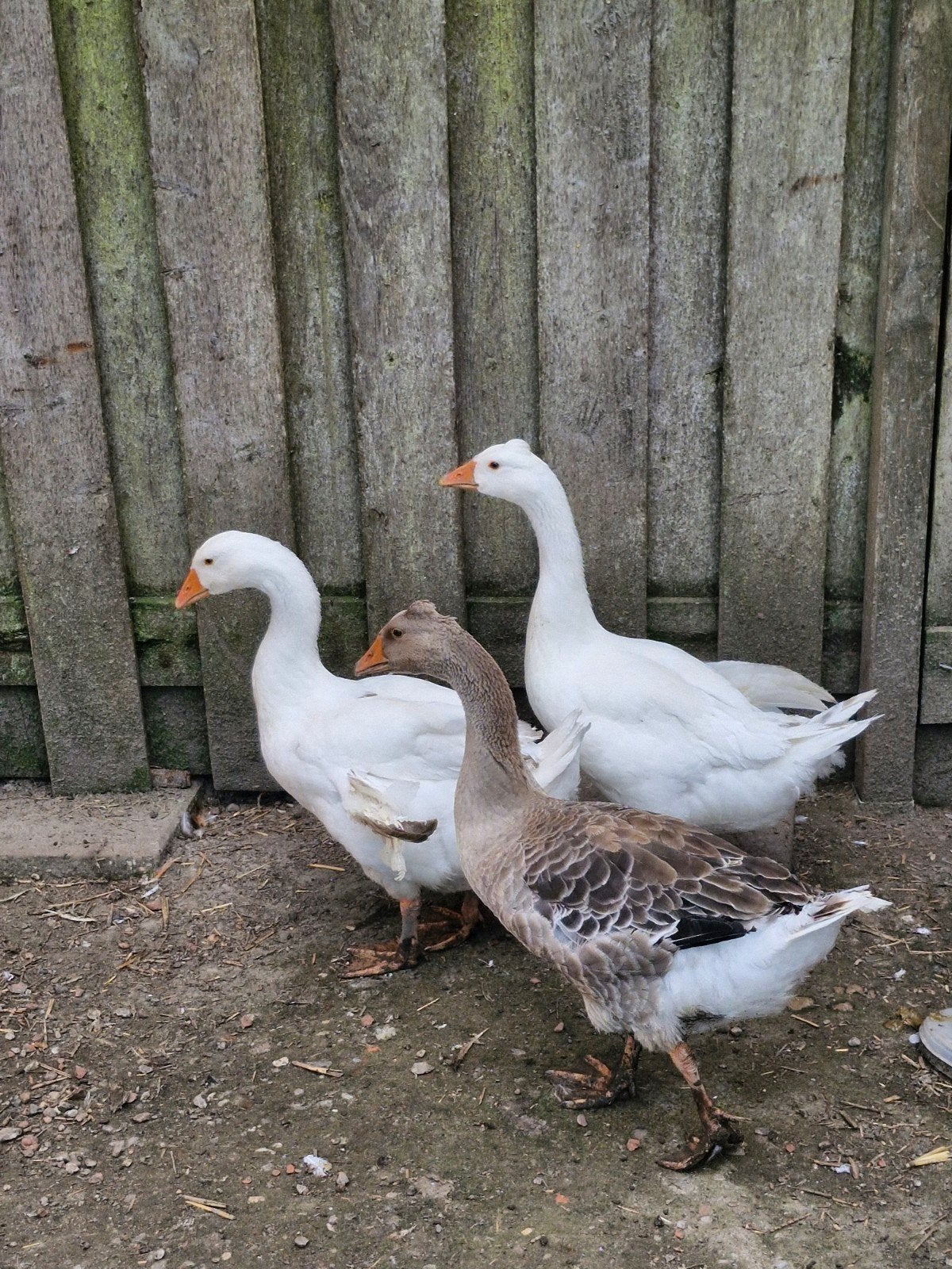 Jonge ganzen