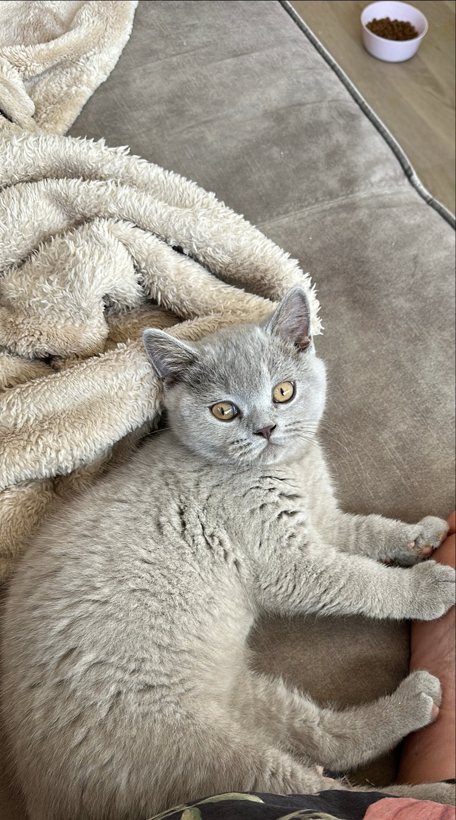 Britse korthaar lilac kleur, Dieren en Toebehoren, Kater
