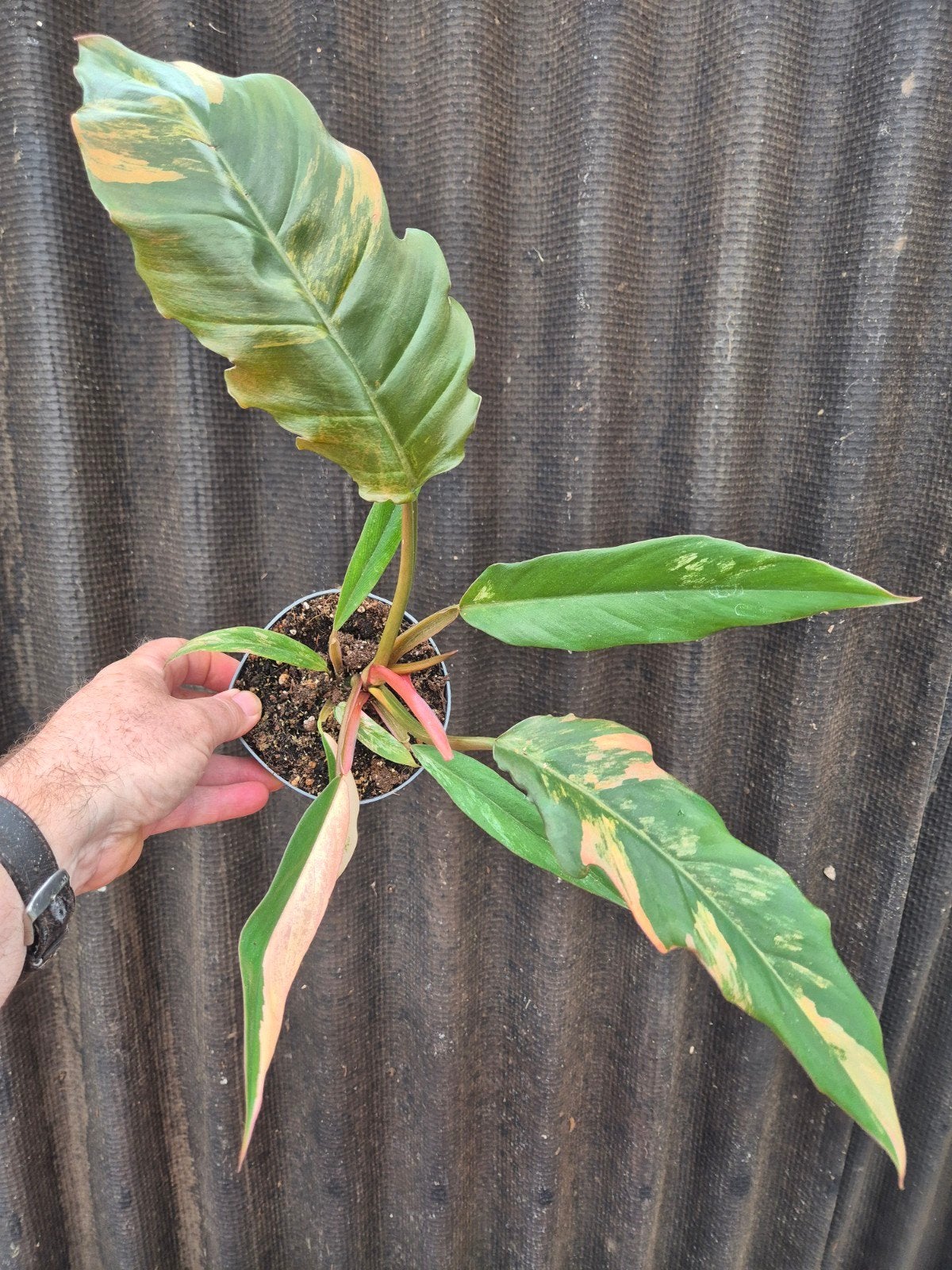 Philodendron Caramel Marble p12 (4)