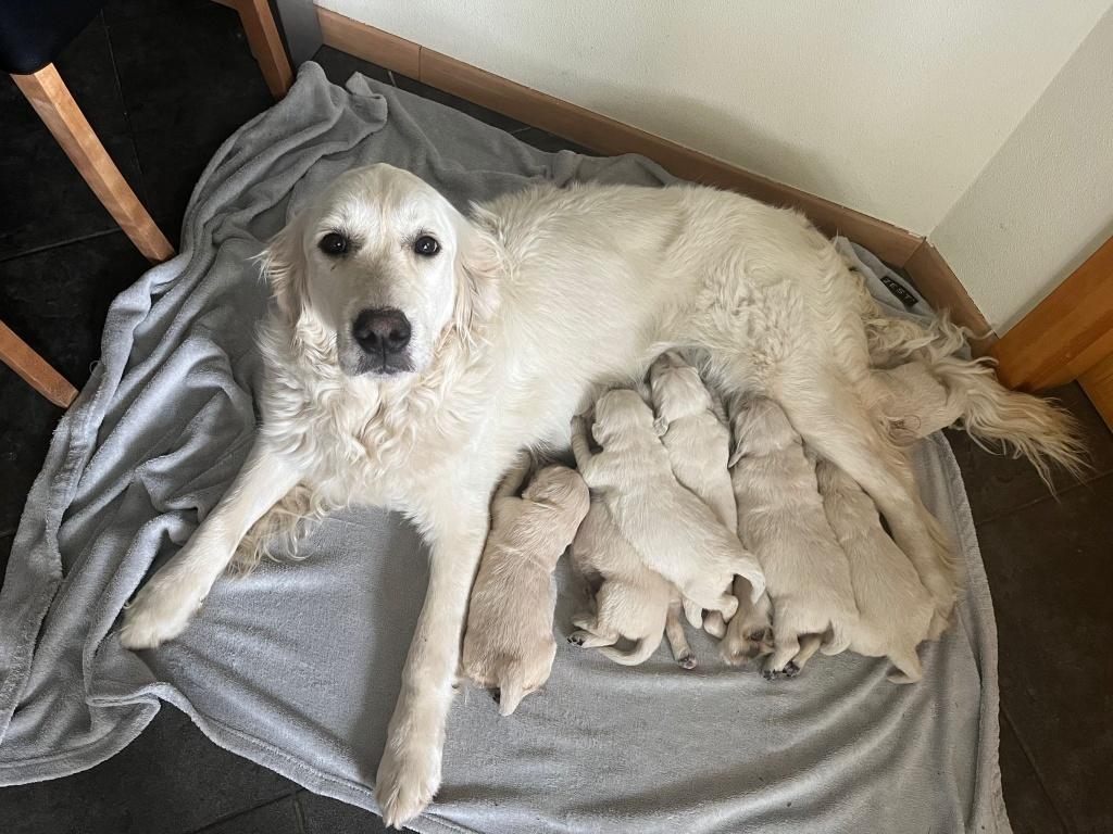 Golden Retriever pups, Dieren en Toebehoren, Honden | Retrievers, Spaniëls en Waterhonden, Golden retriever, 8 tot 15 weken, Parvo