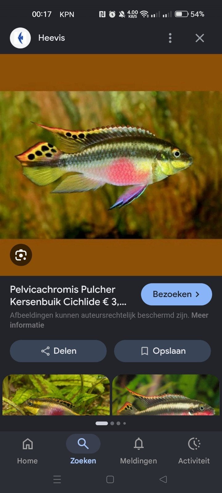 Op zoek 2 kersenbuik vrouwtje, Vis