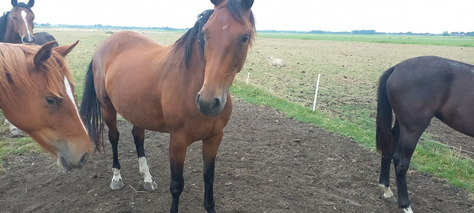 paarden, Dieren en Toebehoren, Paarden, Merrie, Met stamboom, Dressuurpaard, 3 tot 6 jaar