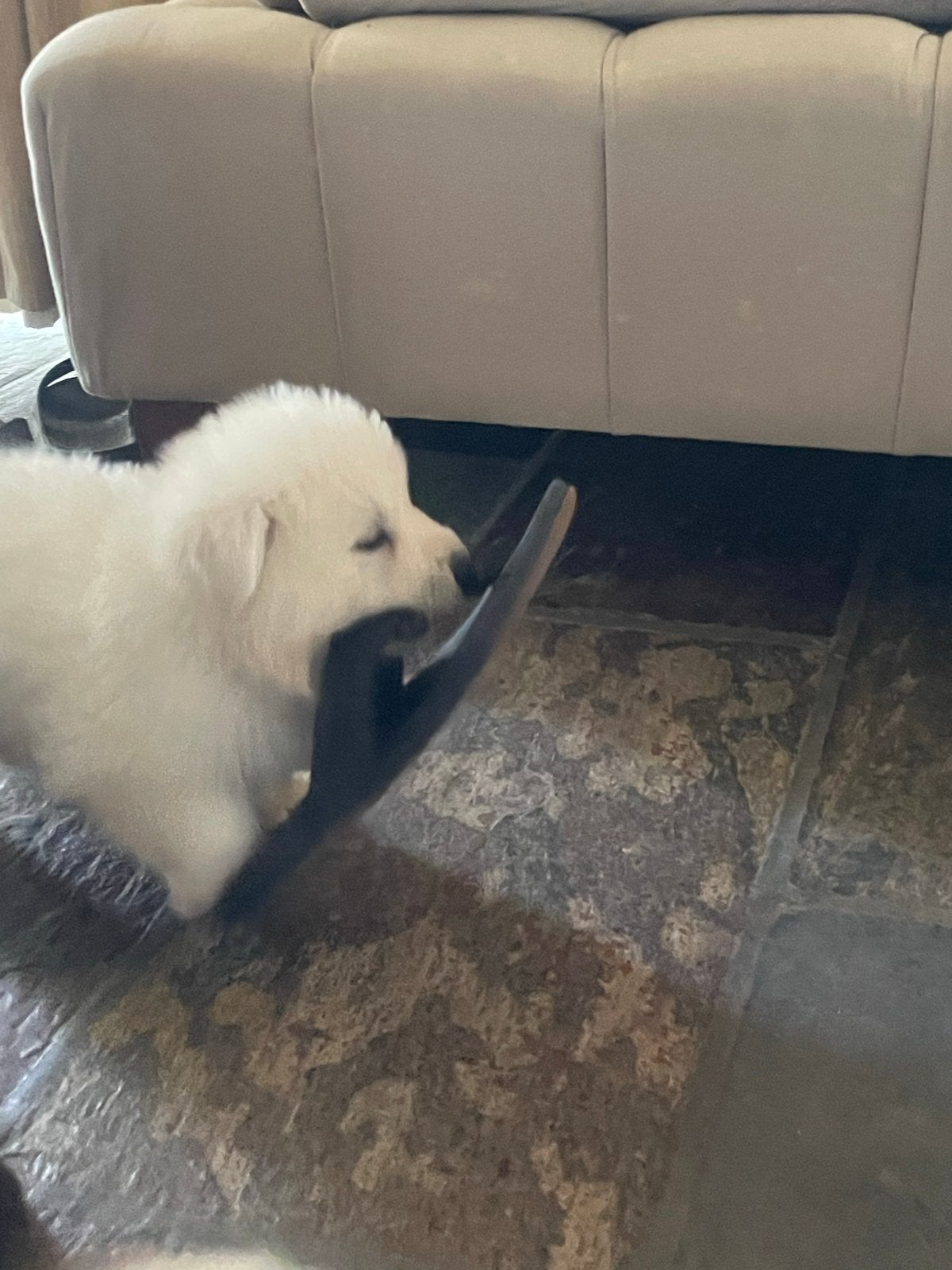 Zwitserse witte herder puppy’s, België, Particulier, Reu, 8 tot 15 weken