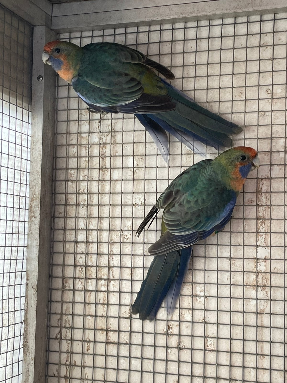 Penanten 2 mannen 26, Dieren en Toebehoren, Mannelijk, Parkiet, Geringd