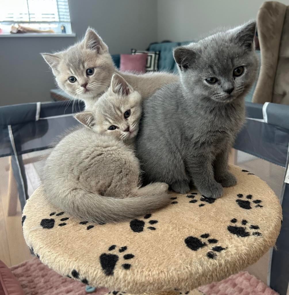 Raszuivere britse korthaar lilac, blue en meer, Dieren en Toebehoren, Katten en Kittens | Raskatten | Korthaar, Meerdere dieren