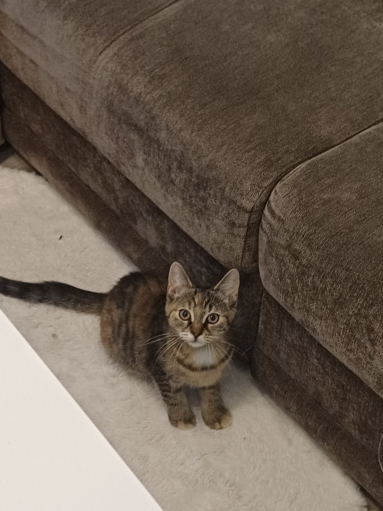 2 kittens, Meerdere dieren, Kortharig, 0 tot 2 jaar