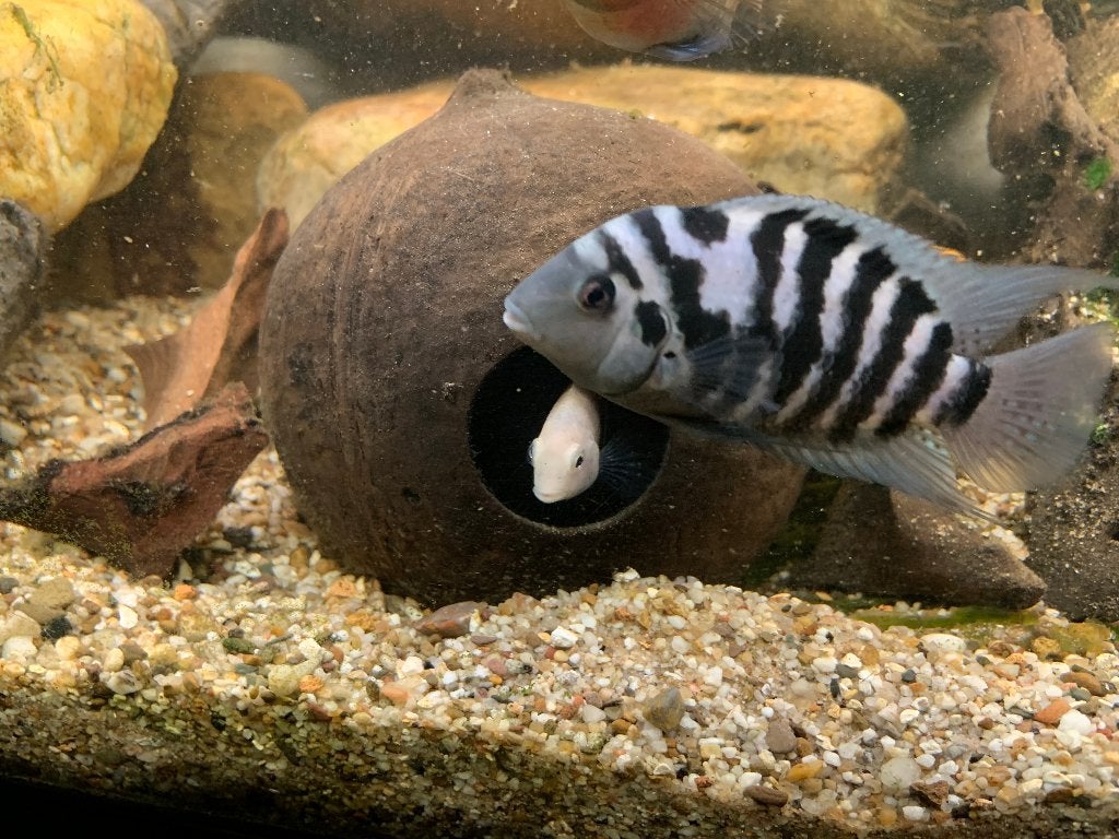 Amatitlania nigrofasciata, zebra cichlide, Midden-Amerikaans, Dieren en Toebehoren, Vissen | Aquariumvissen, Vis